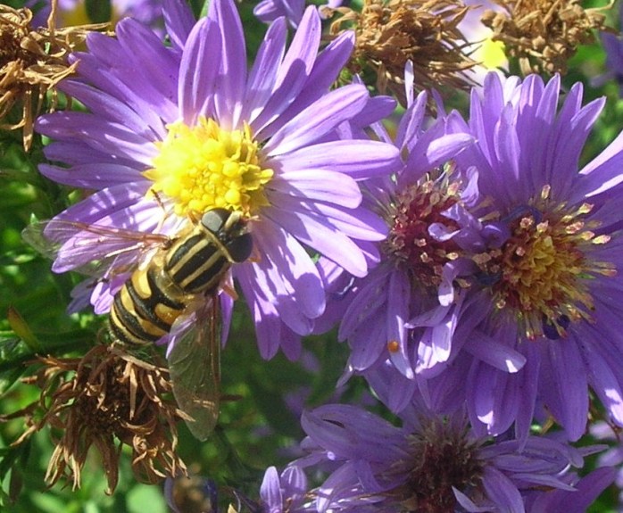 Three Striped Hourglass Beefly - Another Cool Pollinator