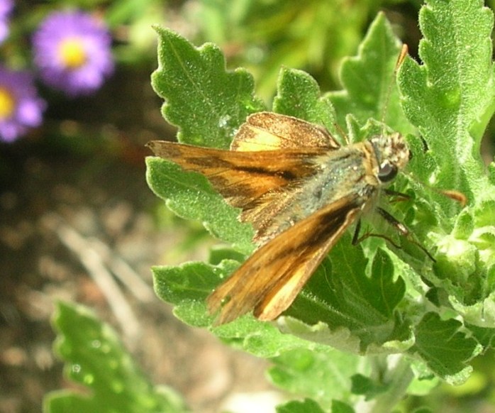 Butterflies and Flower Pollination?