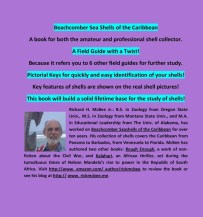 Resized Back Civer -Shells