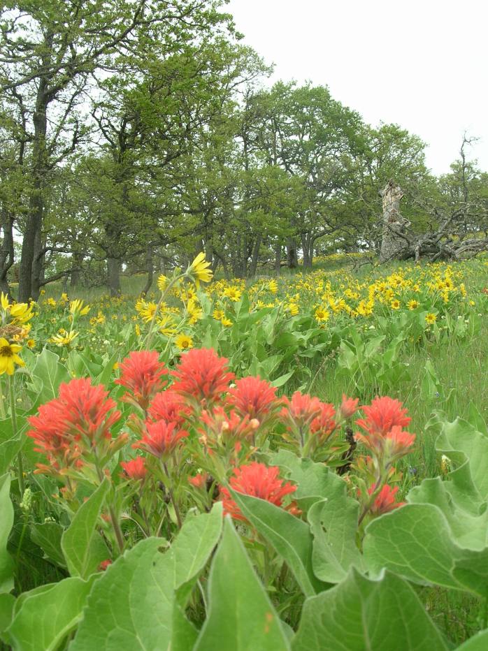 Most of us don't enven know our own world! Indian Paintbrush in Spring- Near Klickitat,WA