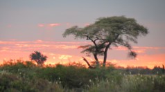 African Sunset - Chobe