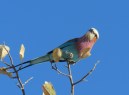 cropped-lilac-breasted-roller-chobe.jpg