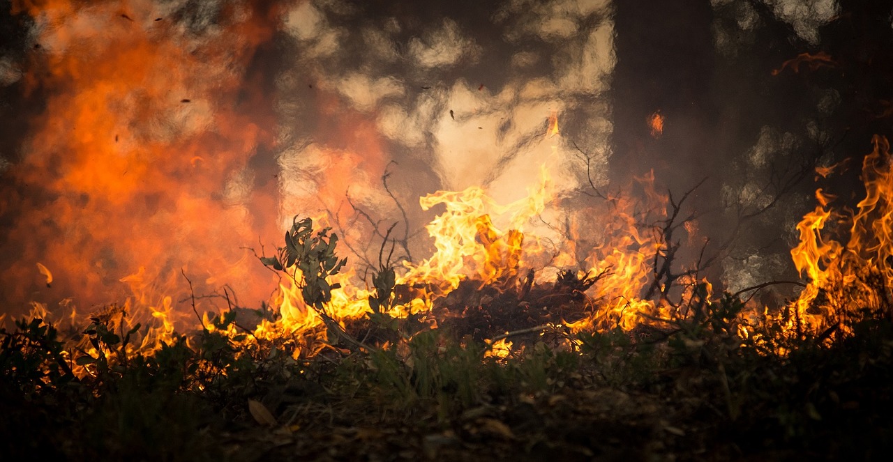 Raging Forest Fires