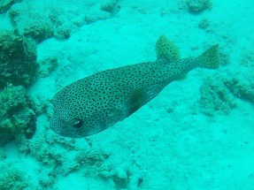 Porcupine Fish